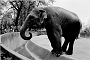 Elephant55